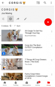 corgis