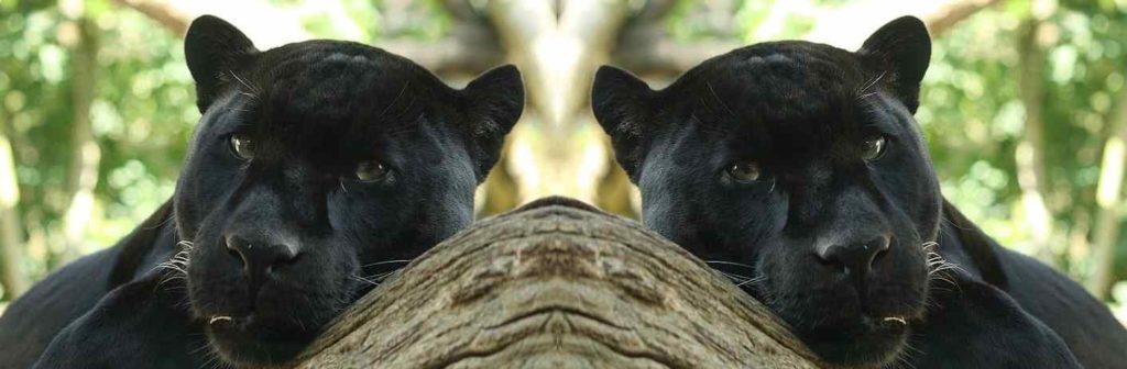 mirror image